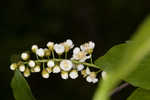 Chokecherry